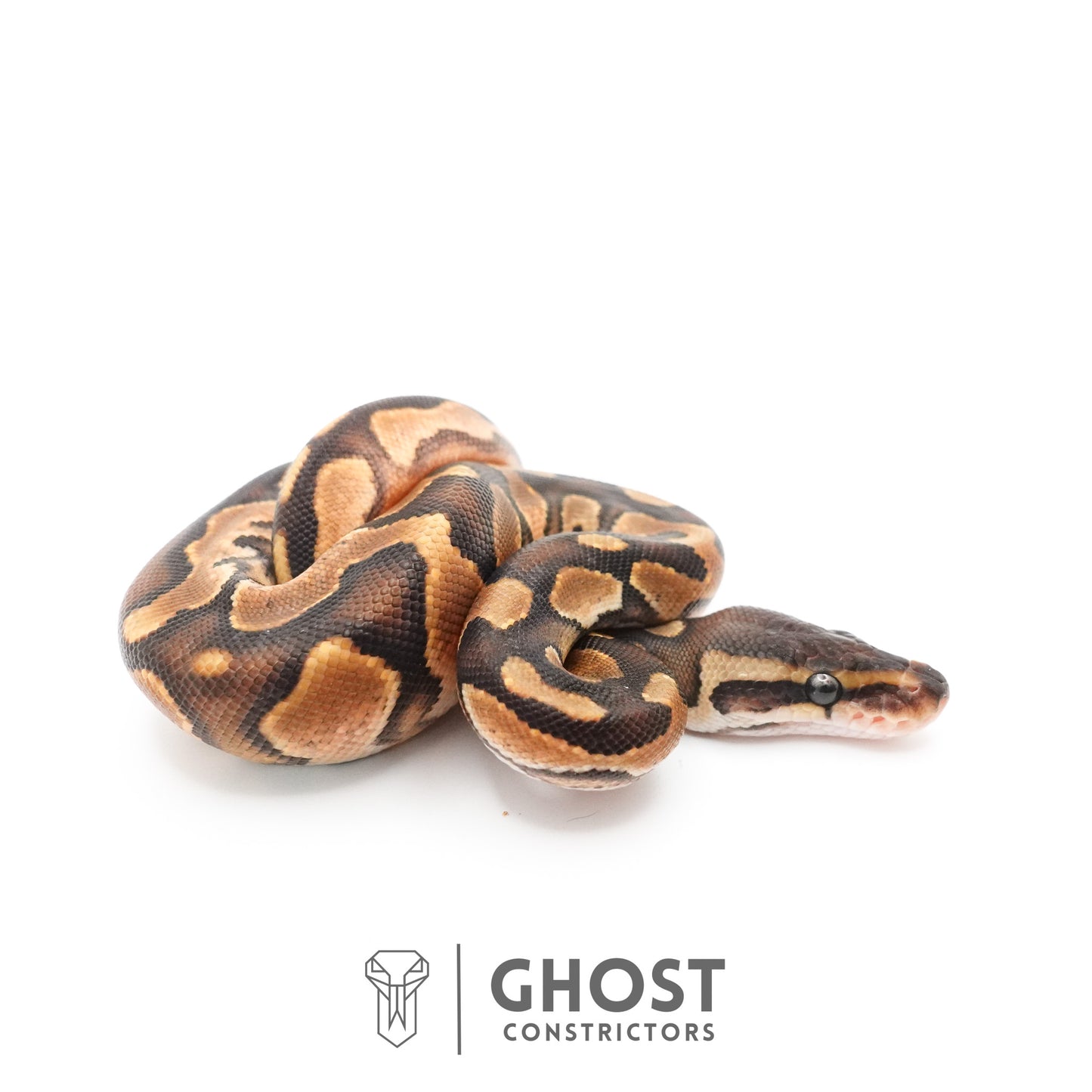 Black Pastel Enchi Het Piebald Ball Python