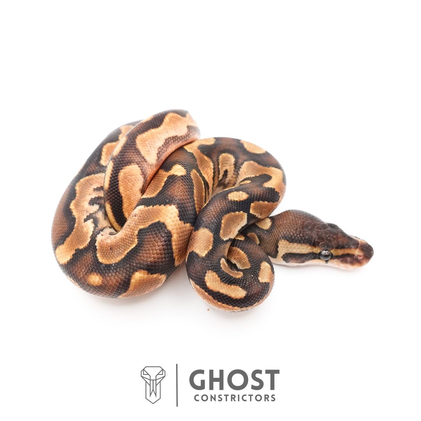 Black Pastel Enchi Het Piebald Ball Python