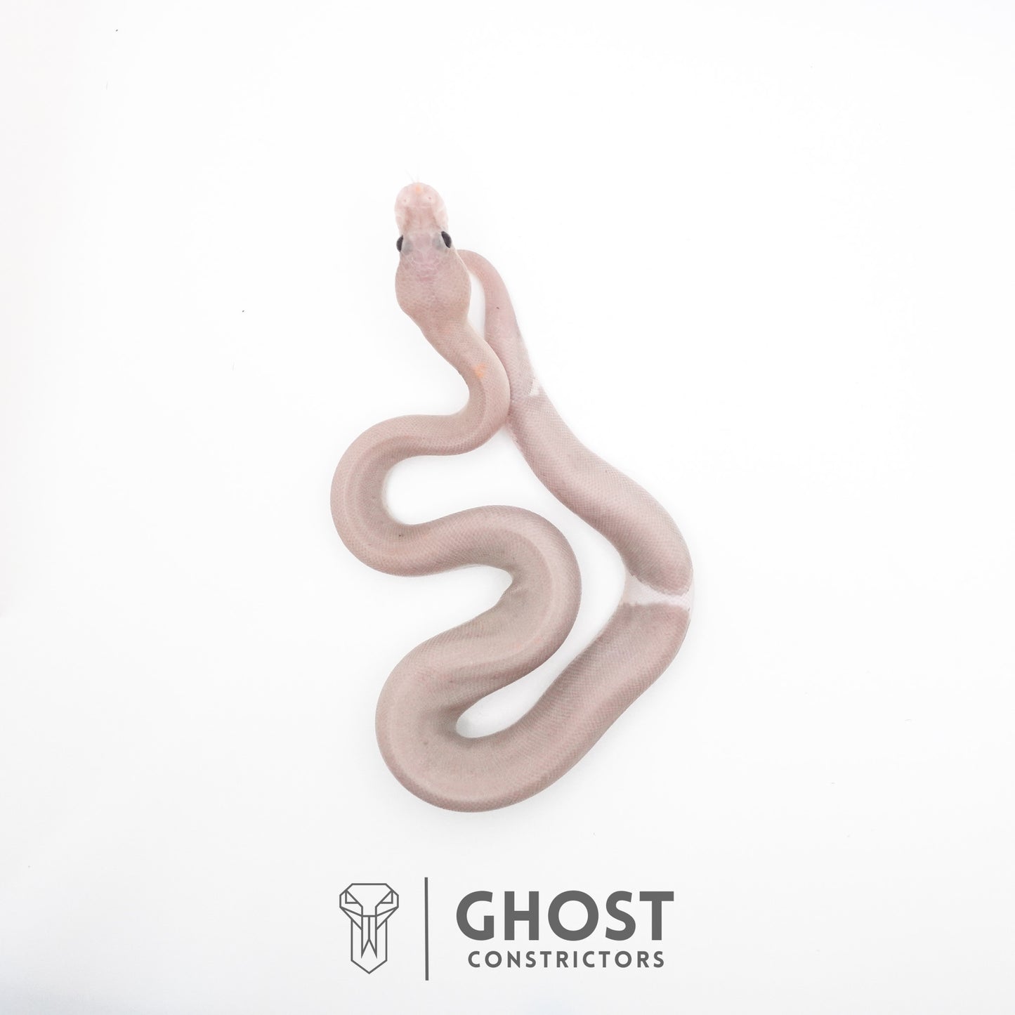 Banana Cinnamon Black Pastel Het Piebald Ball Python