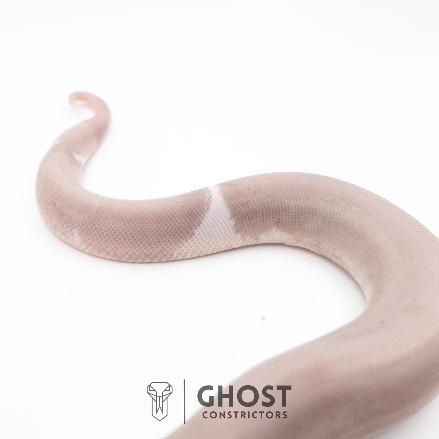 Banana Cinnamon Black Pastel Het Piebald Ball Python