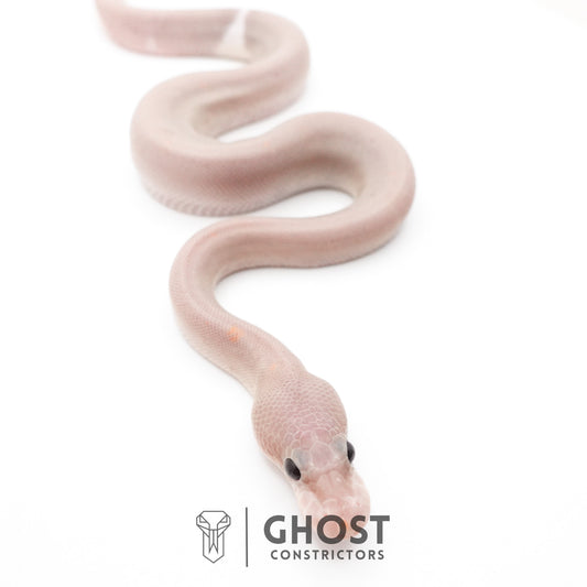 Banana Cinnamon Black Pastel Het Piebald Ball Python