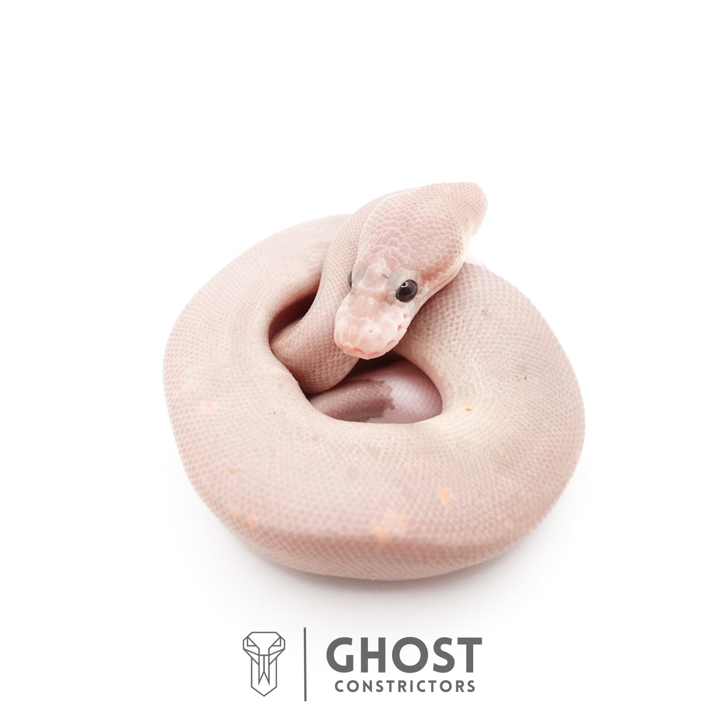 Banana Cinnamon Black Pastel Het Piebald Ball Python