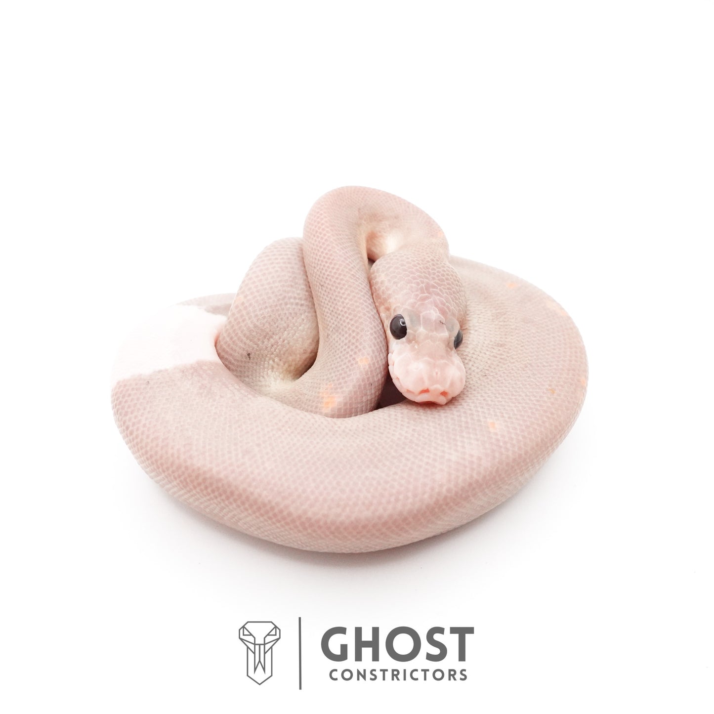 Banana Cinnamon Black Pastel Het Piebald Ball Python