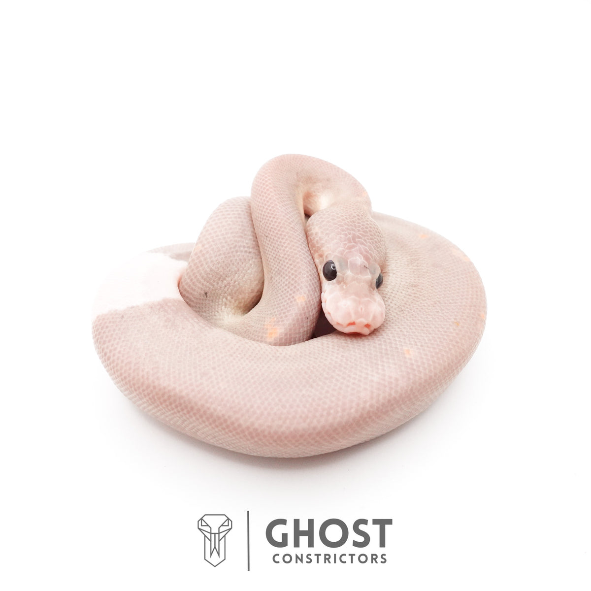 Banana Cinnamon Black Pastel Het Piebald Ball Python — Female, 2026 hatch, captive-bred by Ghost Constrictors