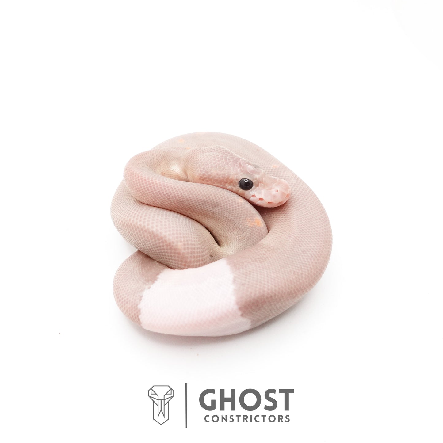 Banana Cinnamon Black Pastel Het Piebald Ball Python