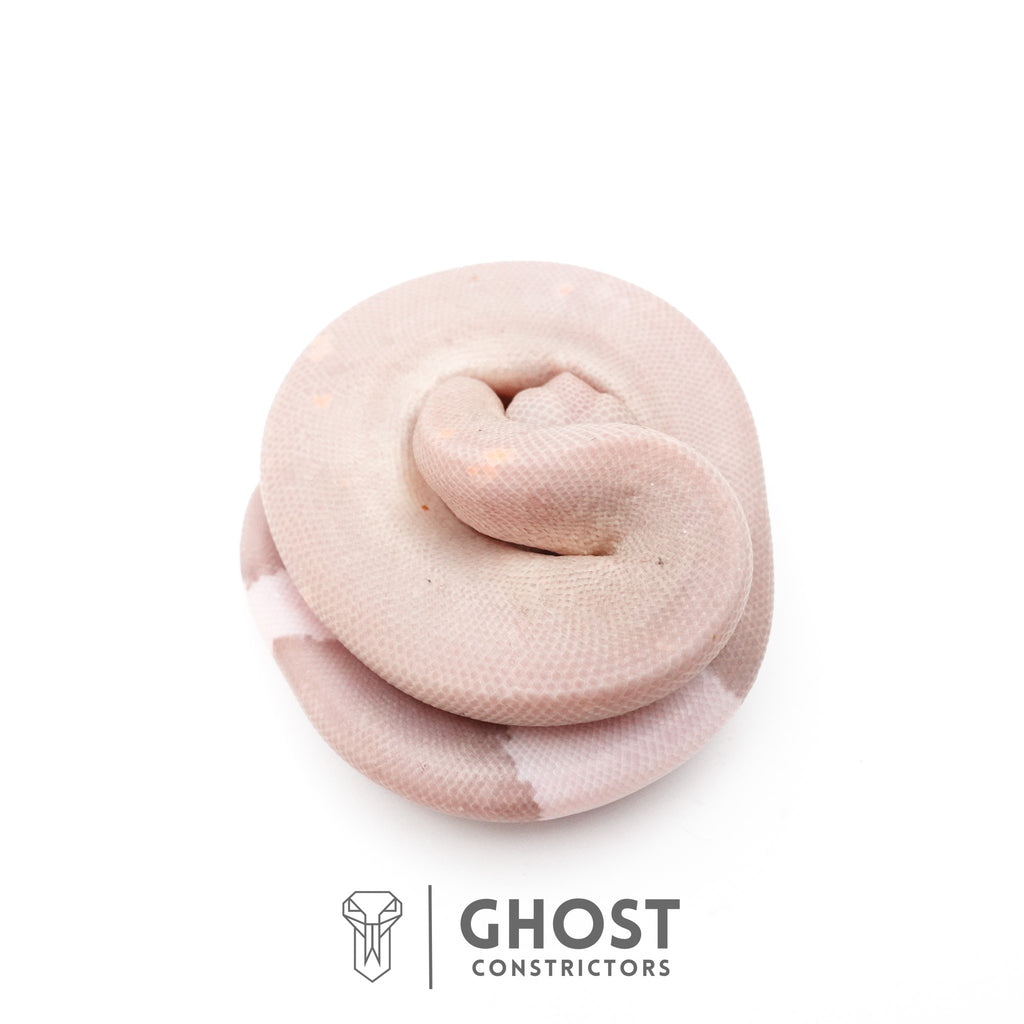 Banana Cinnamon Black Pastel Het Piebald Ball Python — Female, 2026 hatch, captive-bred by Ghost Constrictors