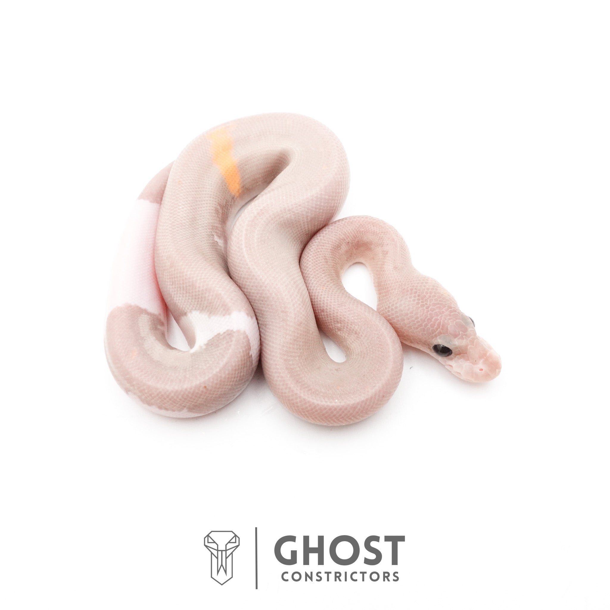 Banana Cinnamon Black Pastel Het Piebald Ball Python — Male, 2026 hatch, captive-bred by Ghost Constrictors
