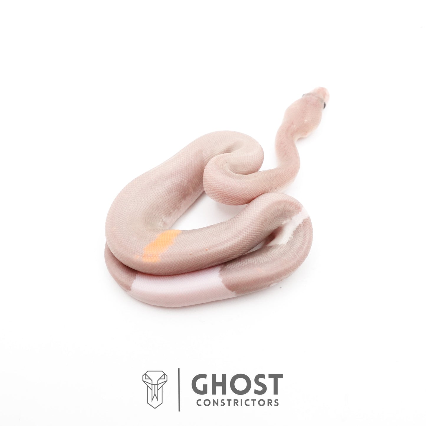 Banana Cinnamon Black Pastel Het Piebald Ball Python