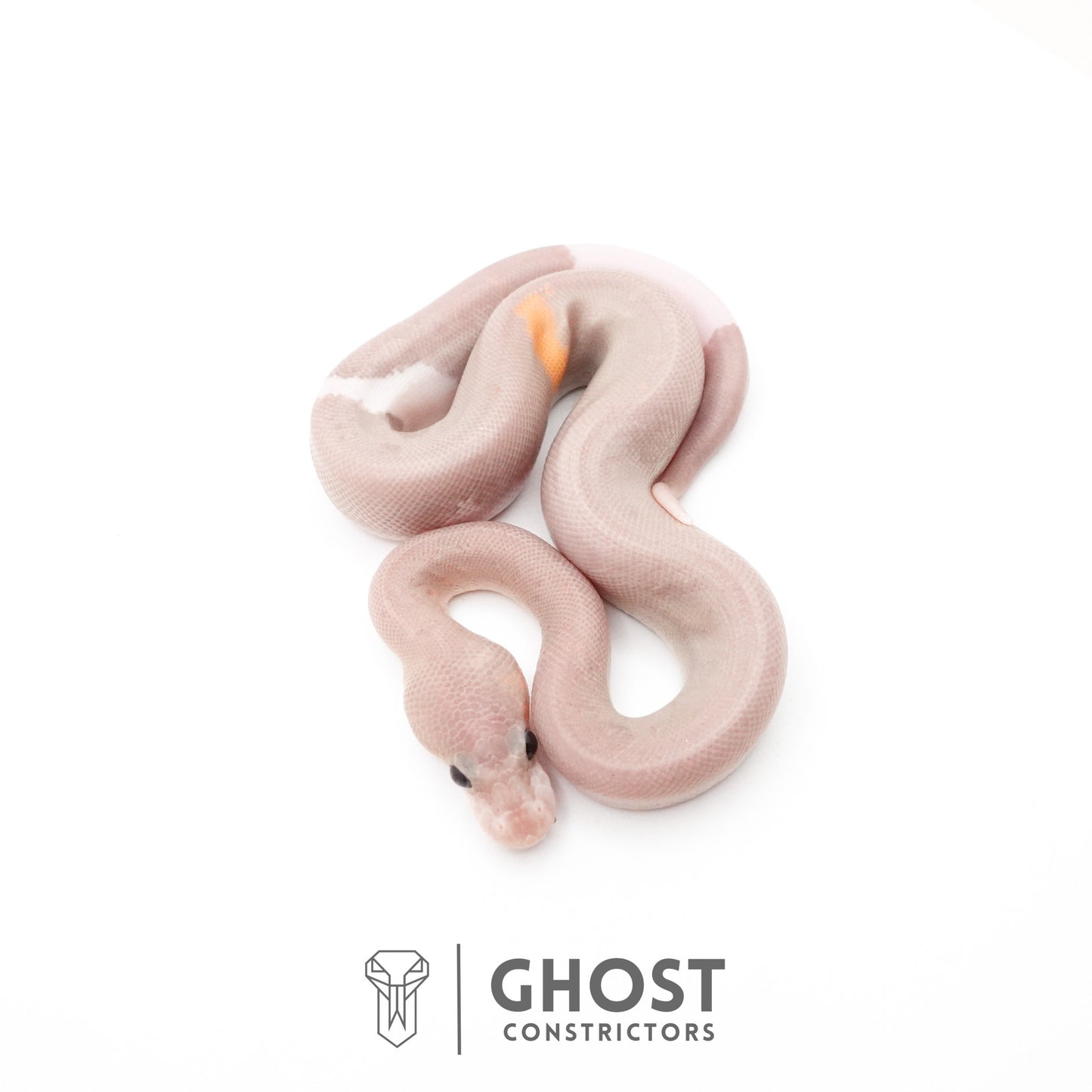 Banana Cinnamon Black Pastel Het Piebald Ball Python
