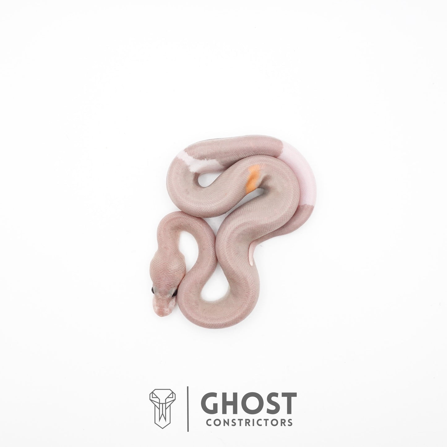 Banana Cinnamon Black Pastel Het Piebald Ball Python