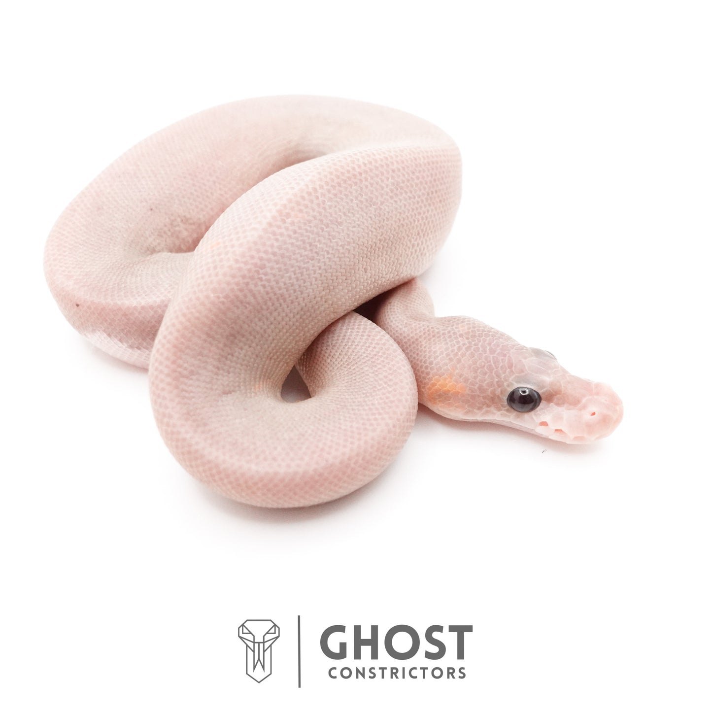 Banana Cinnamon Black Pastel Het Piebald Ball Python