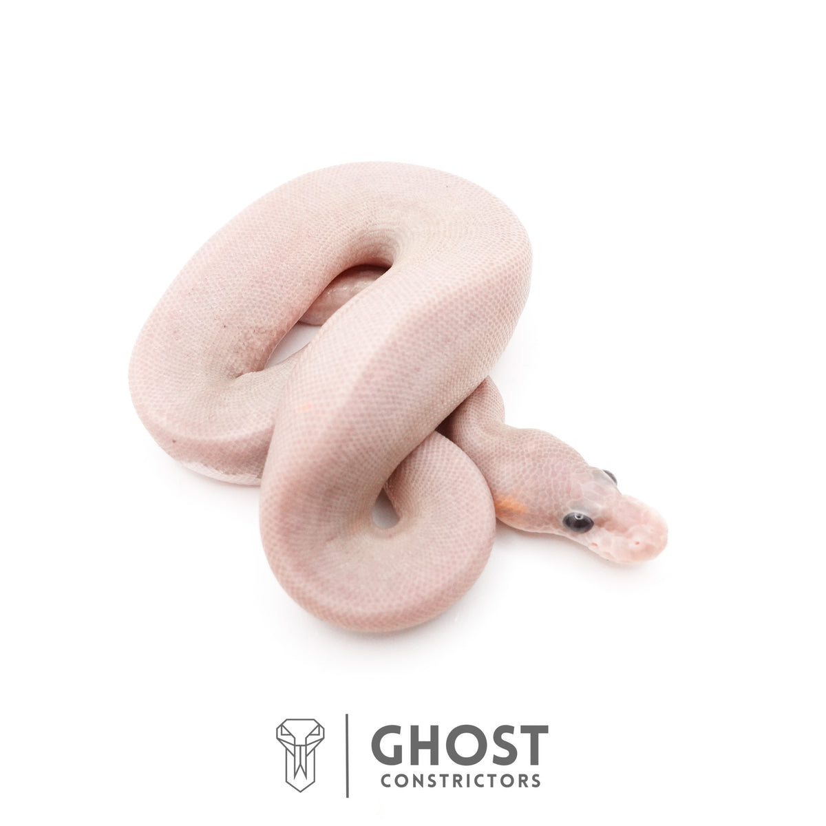 Banana Cinnamon Black Pastel Het Piebald Ball Python — Female, 2026 hatch, captive-bred by Ghost Constrictors