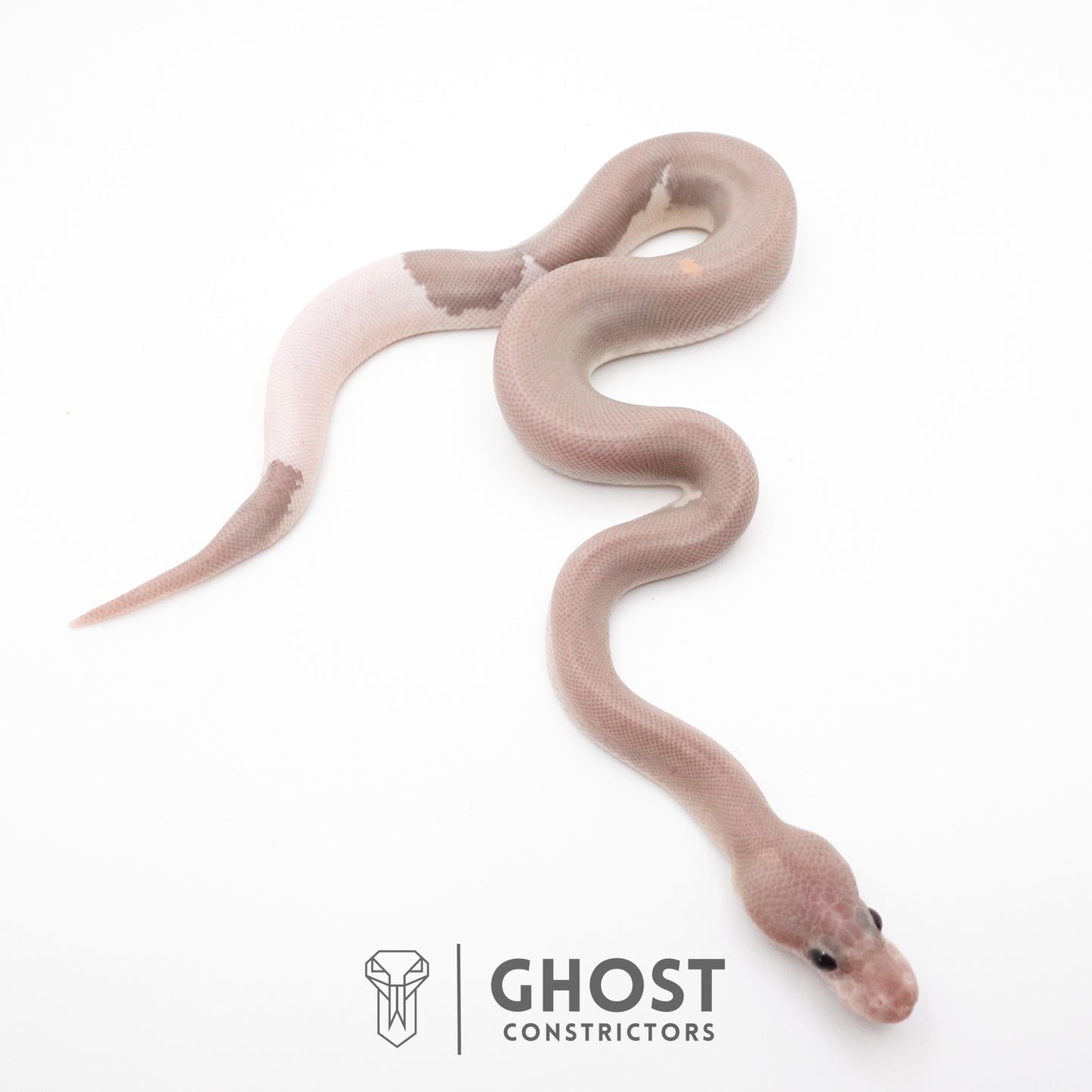 Banana Cinnamon Black Pastel Het Piebald Ball Python