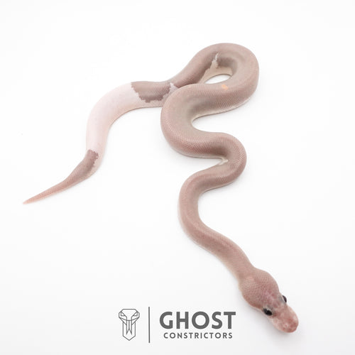 Banana Cinnamon Black Pastel Het Piebald Ball Python — Female, 2026 hatch, captive-bred by Ghost Constrictors