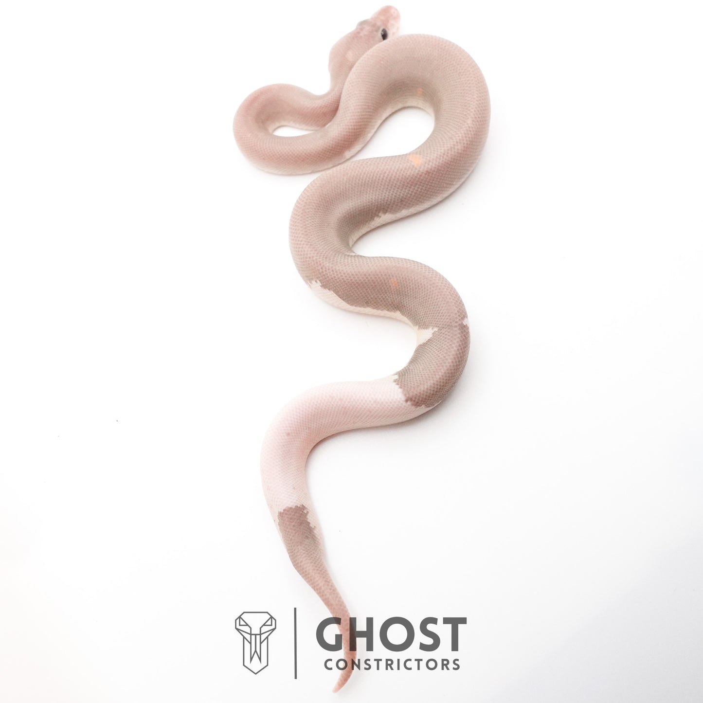 Banana Cinnamon Black Pastel Het Piebald Ball Python