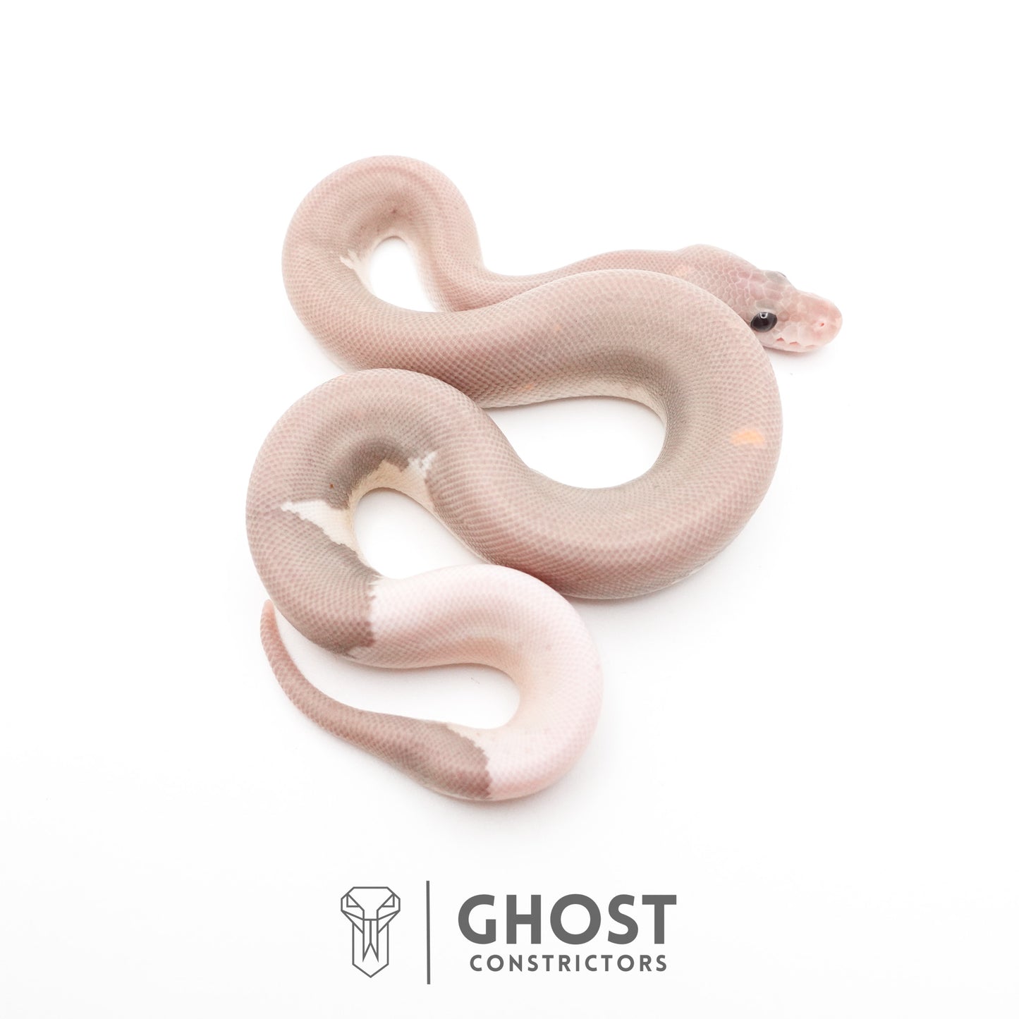 Banana Cinnamon Black Pastel Het Piebald Ball Python