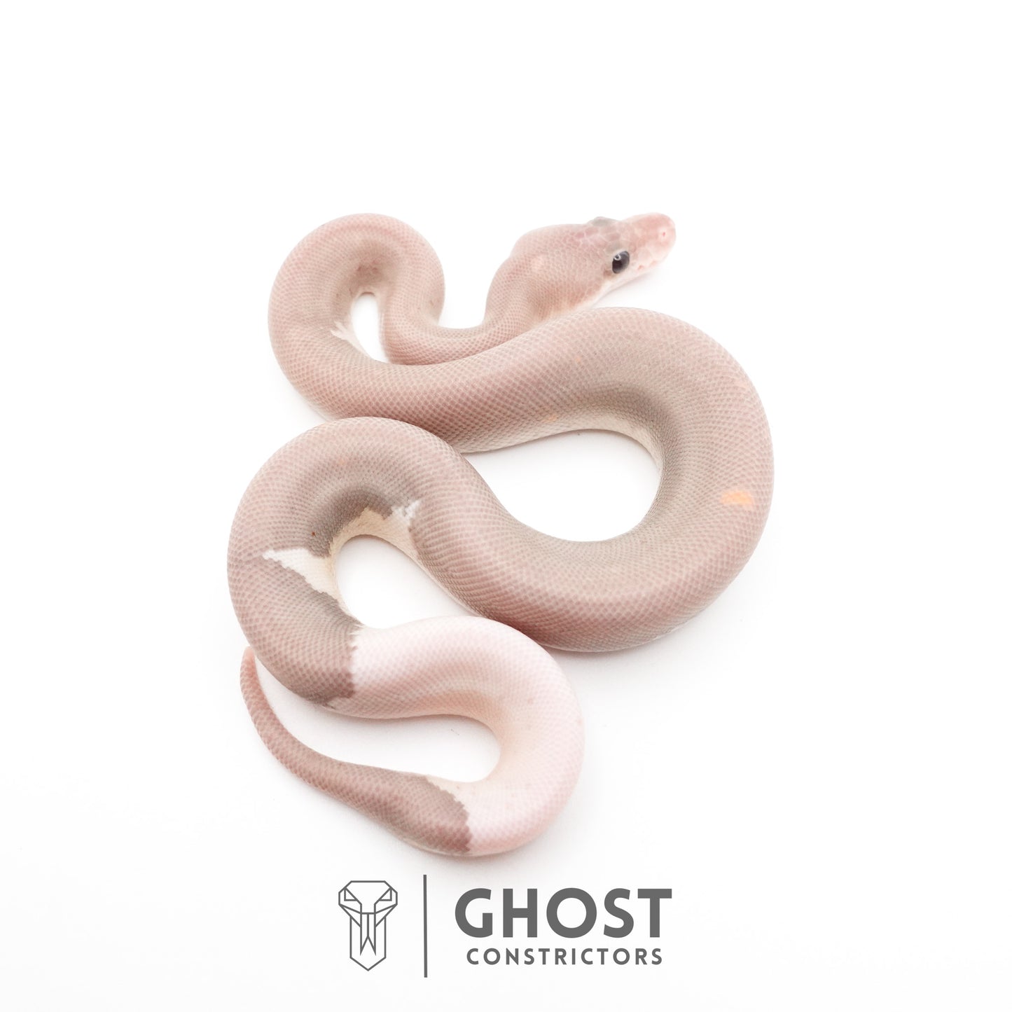 Banana Cinnamon Black Pastel Het Piebald Ball Python