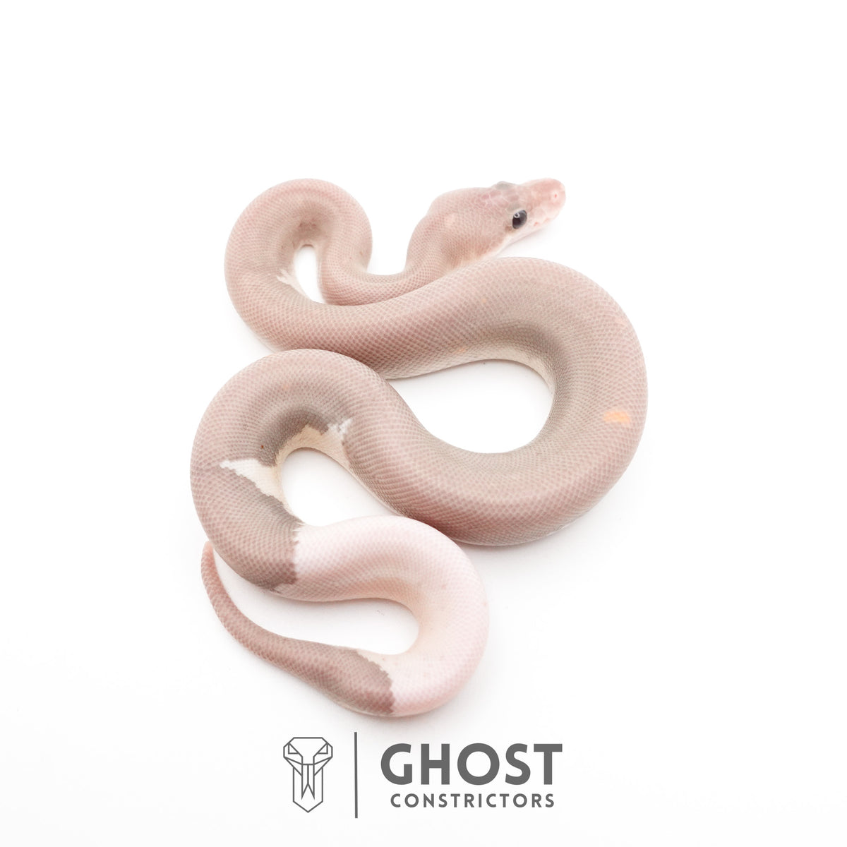 Banana Cinnamon Black Pastel Het Piebald Ball Python — Female, 2026 hatch, captive-bred by Ghost Constrictors