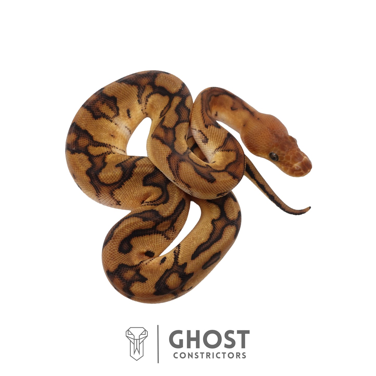 Genetic Stripe, Clown, Red Stripe, 50% Het Desert Ghost Ball Python | Female