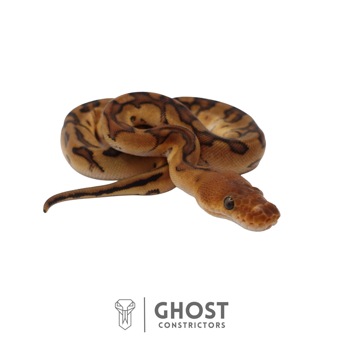 Genetic Stripe, Clown, Red Stripe, 50% Het Desert Ghost Ball Python | Female