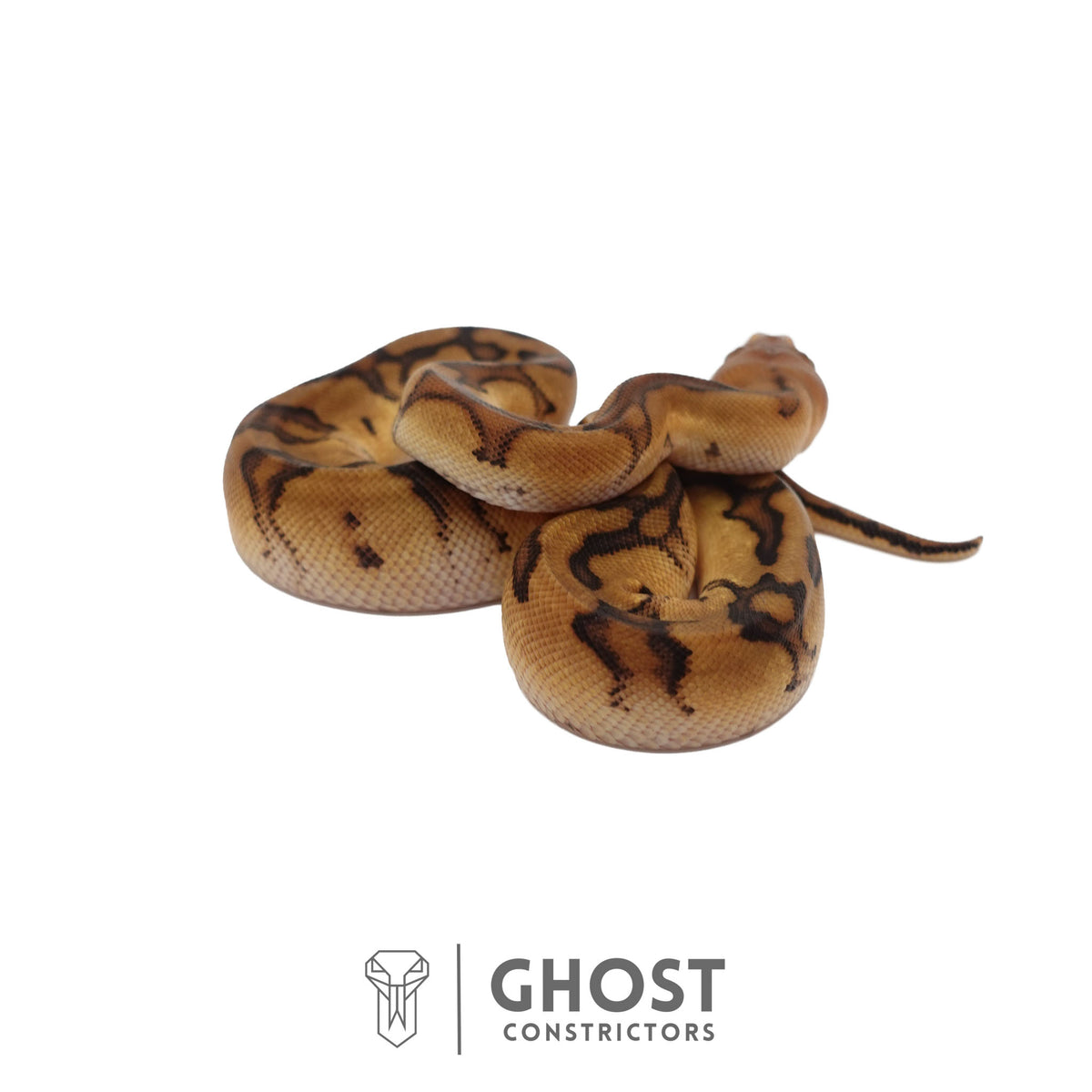 Genetic Stripe, Clown, Red Stripe, 50% Het Desert Ghost Ball Python | Female