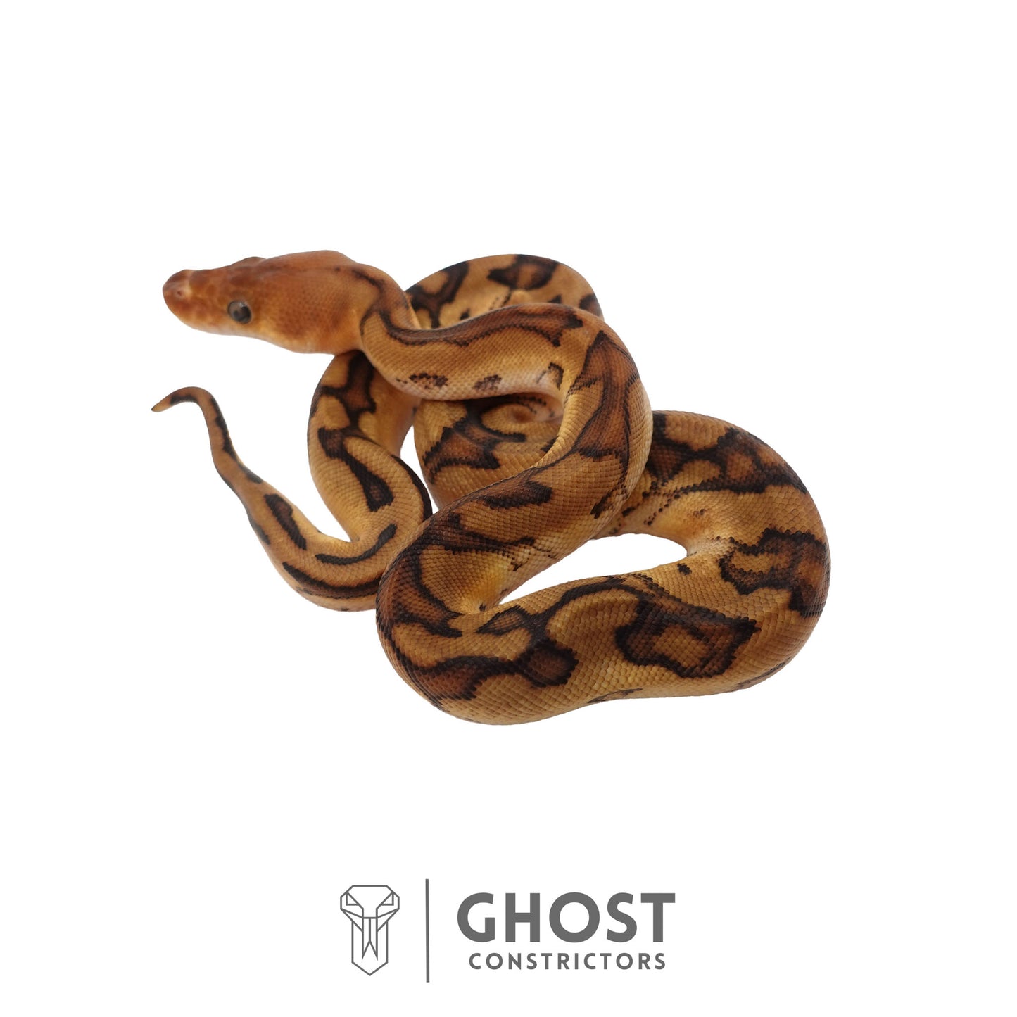 Genetic Stripe, Clown, Red Stripe, 50% Het Desert Ghost Ball Python | Female