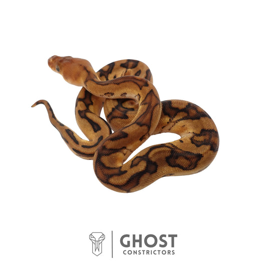 Genetic Stripe, Clown, Red Stripe, 50% Het Desert Ghost Ball Python | Female