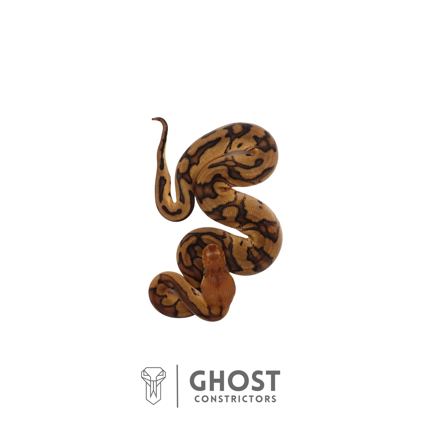 Genetic Stripe, Clown, Red Stripe, 50% Het Desert Ghost Ball Python | Female