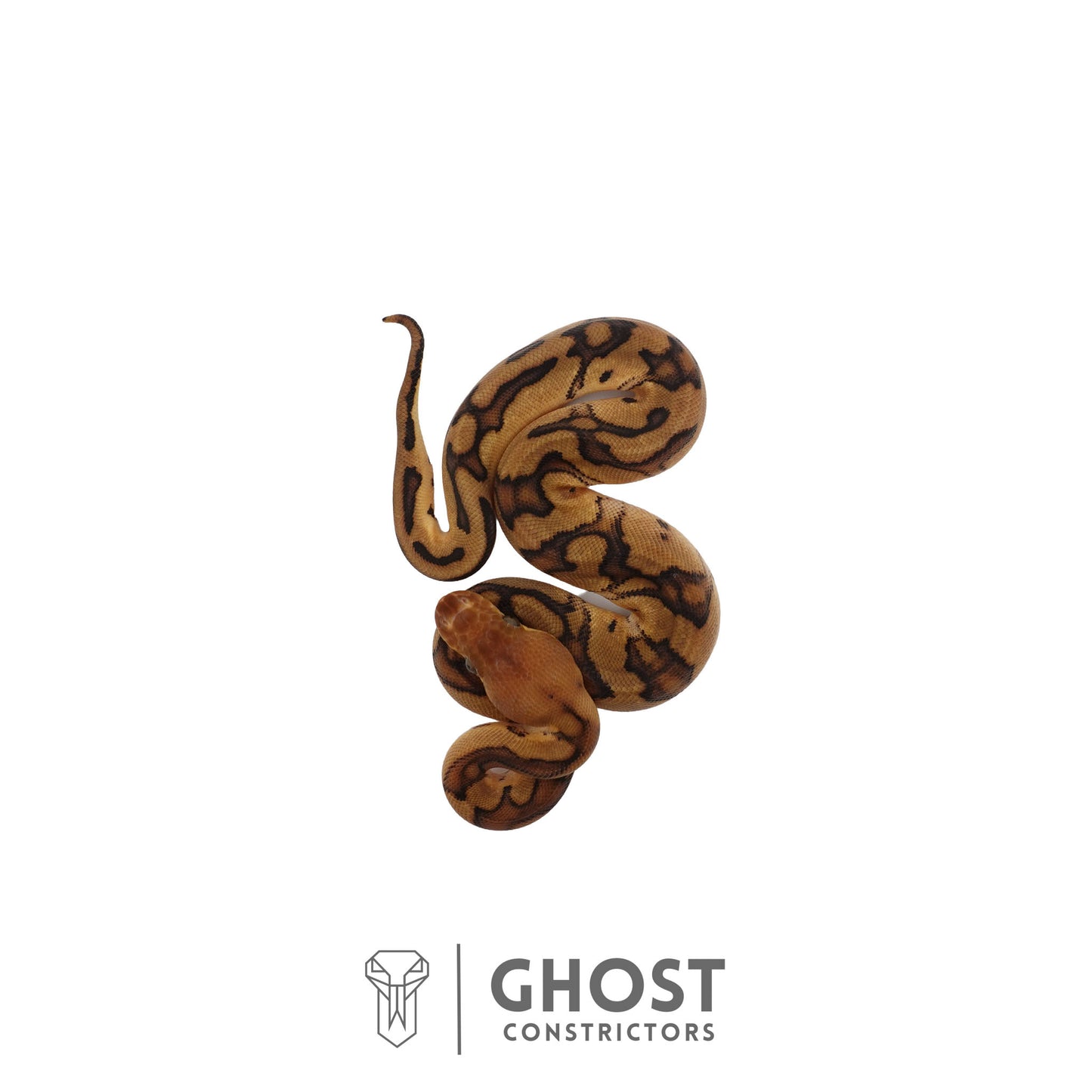 Genetic Stripe, Clown, Red Stripe, 50% Het Desert Ghost Ball Python | Female