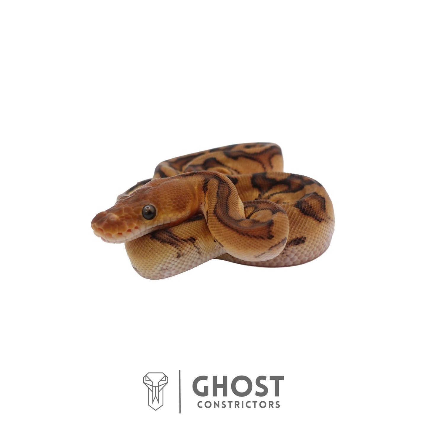 Genetic Stripe, Clown, Red Stripe, 50% Het Desert Ghost Ball Python | Female