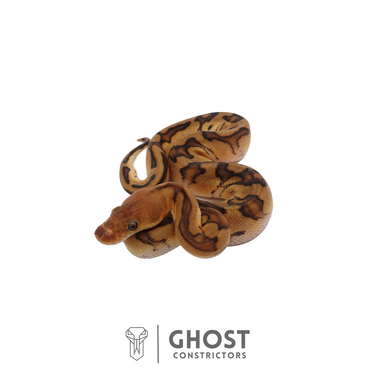 Genetic Stripe, Clown, Red Stripe, 50% Het Desert Ghost Ball Python | Female