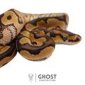 Orion, male ball python identified as Clown, 66% Het Genetic Stripe, 50% Het Desert Ghost, Ghost Constrictors