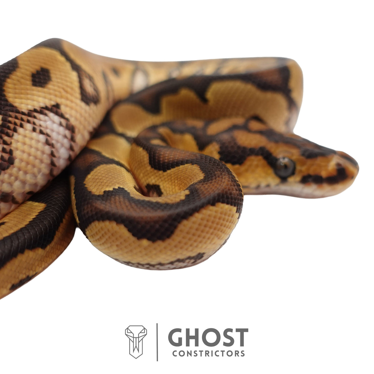 Clown, 66% Het Genetic Stripe, 50% Het Desert Ghost Ball Python | Male