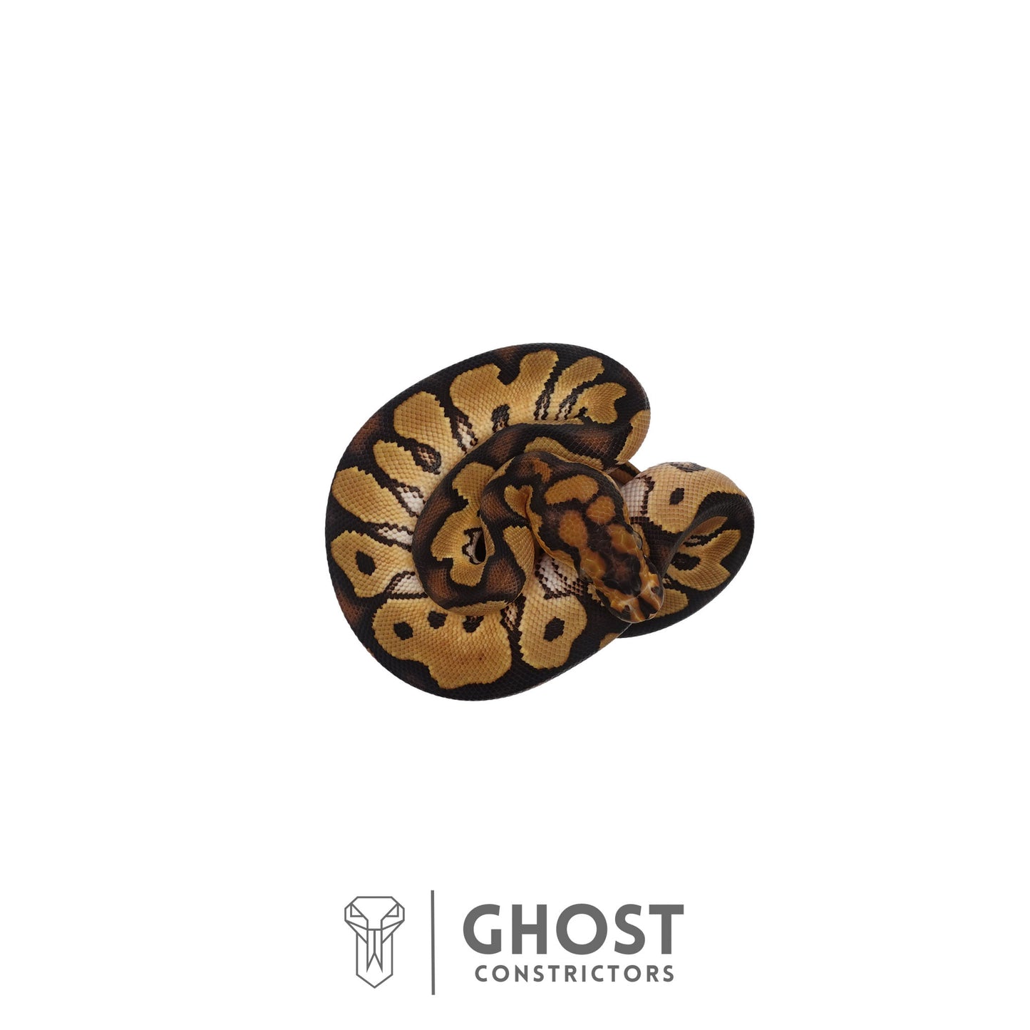 Clown, 66% Het Genetic Stripe, 50% Het Desert Ghost Ball Python | Male