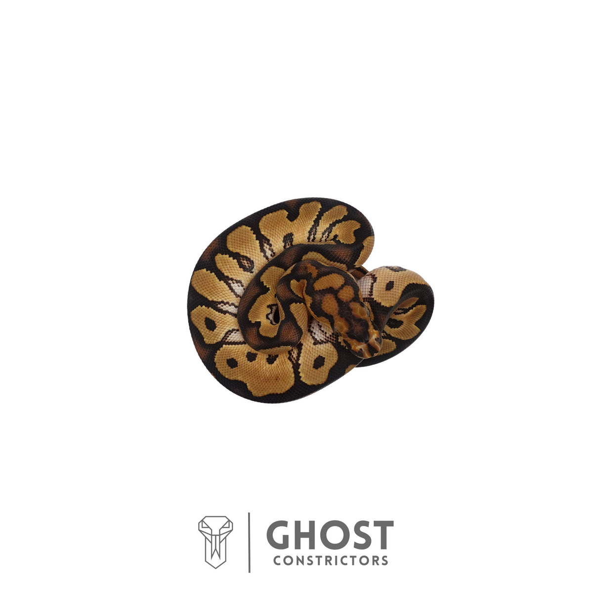 Clown, 66% Het Genetic Stripe, 50% Het Desert Ghost Ball Python | Male