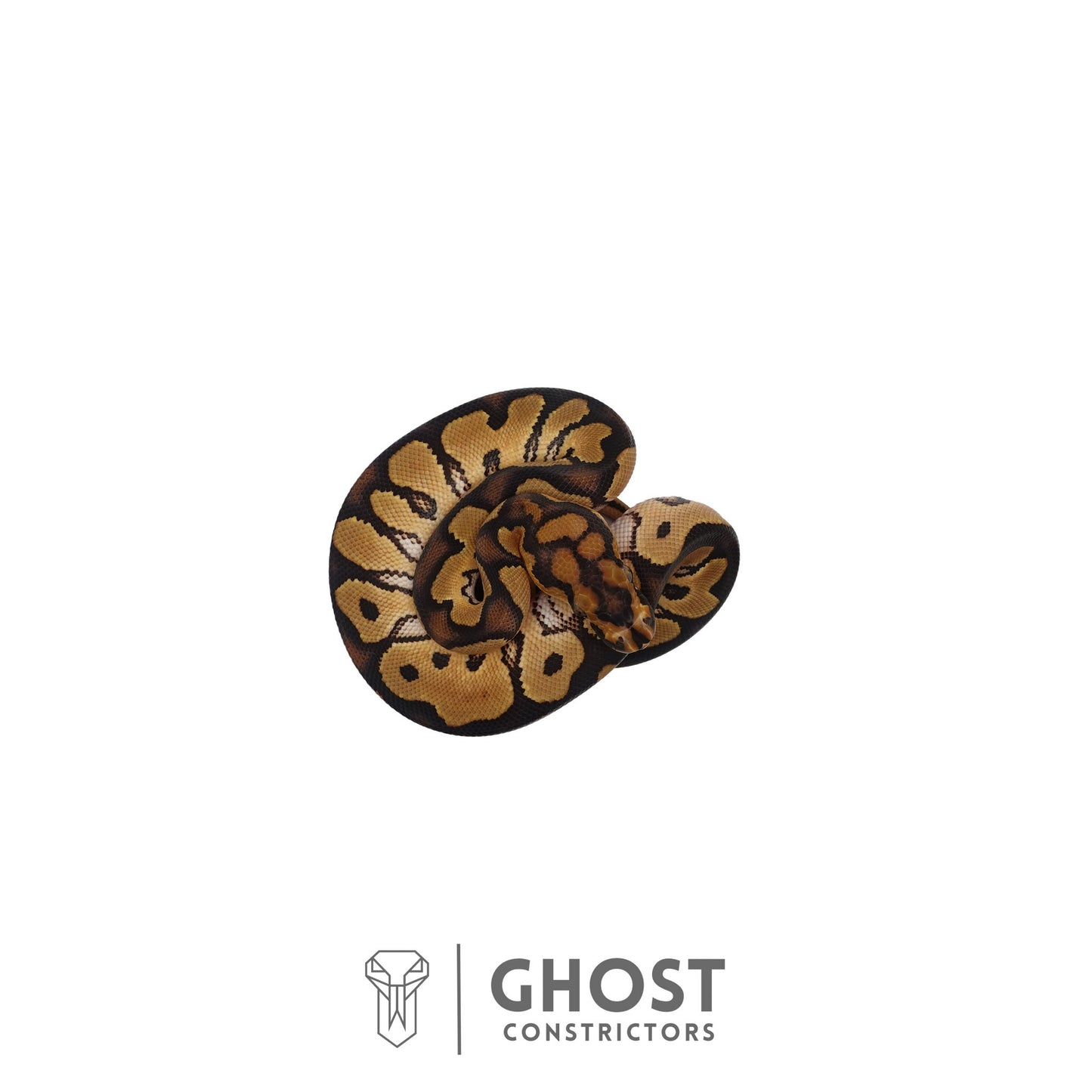 Clown, 66% Het Genetic Stripe, 50% Het Desert Ghost Ball Python | Male