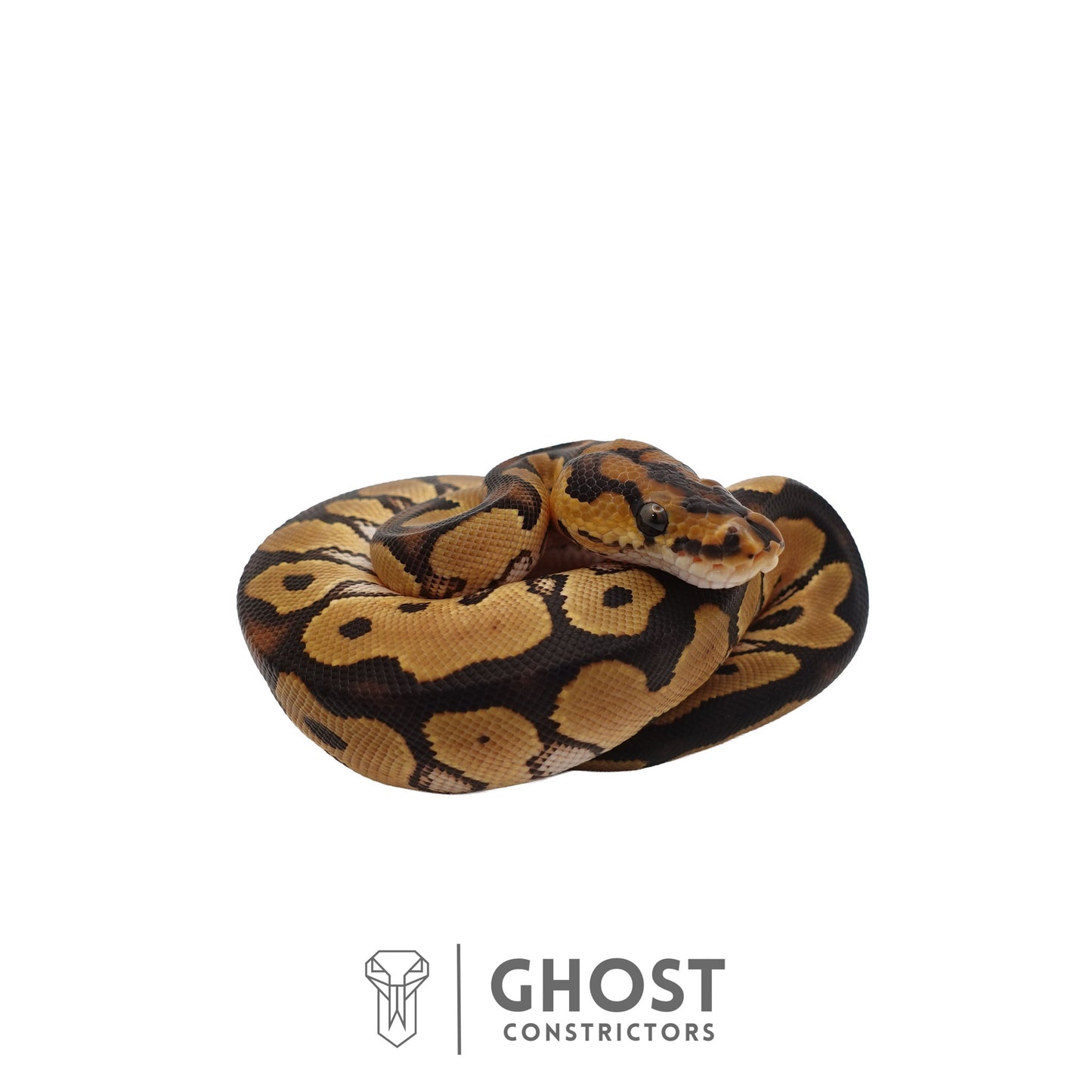 Clown, 66% Het Genetic Stripe, 50% Het Desert Ghost Ball Python | Male