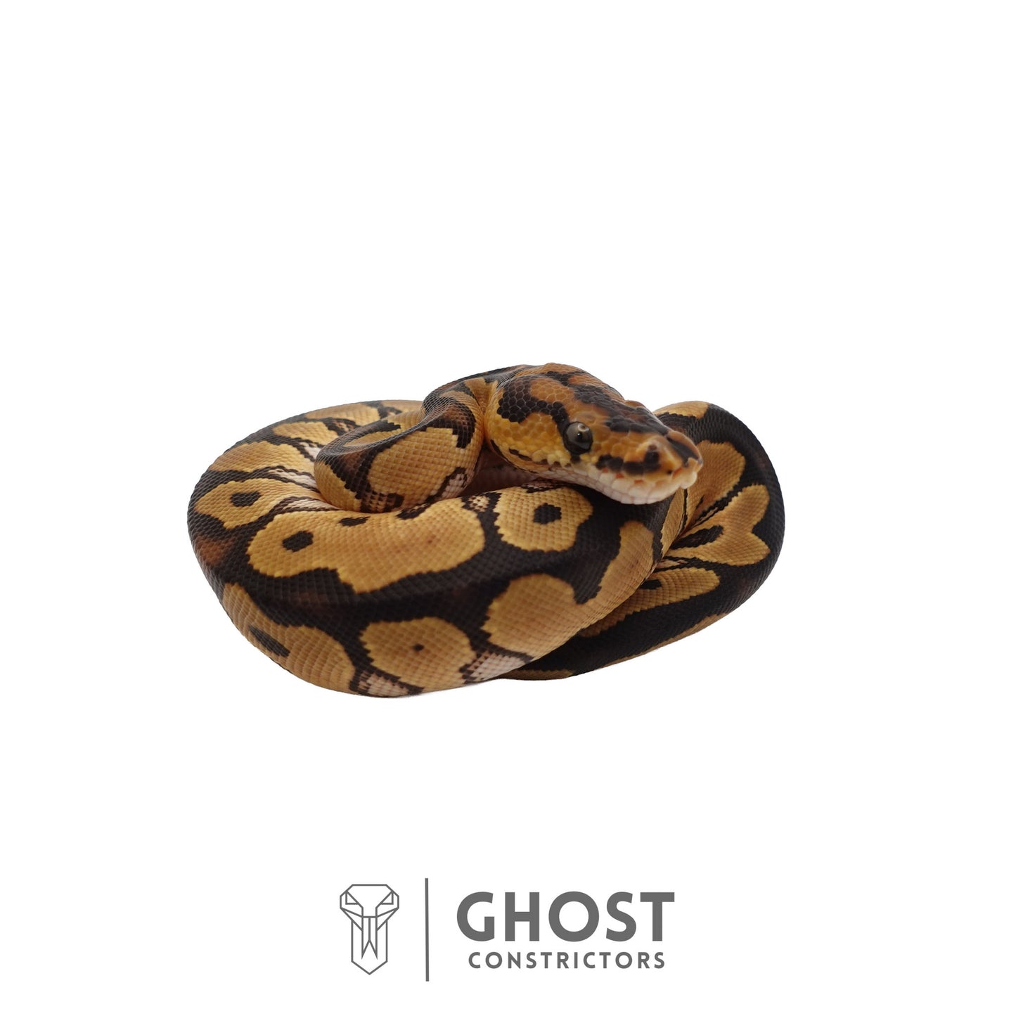 Clown, 66% Het Genetic Stripe, 50% Het Desert Ghost Ball Python | Male