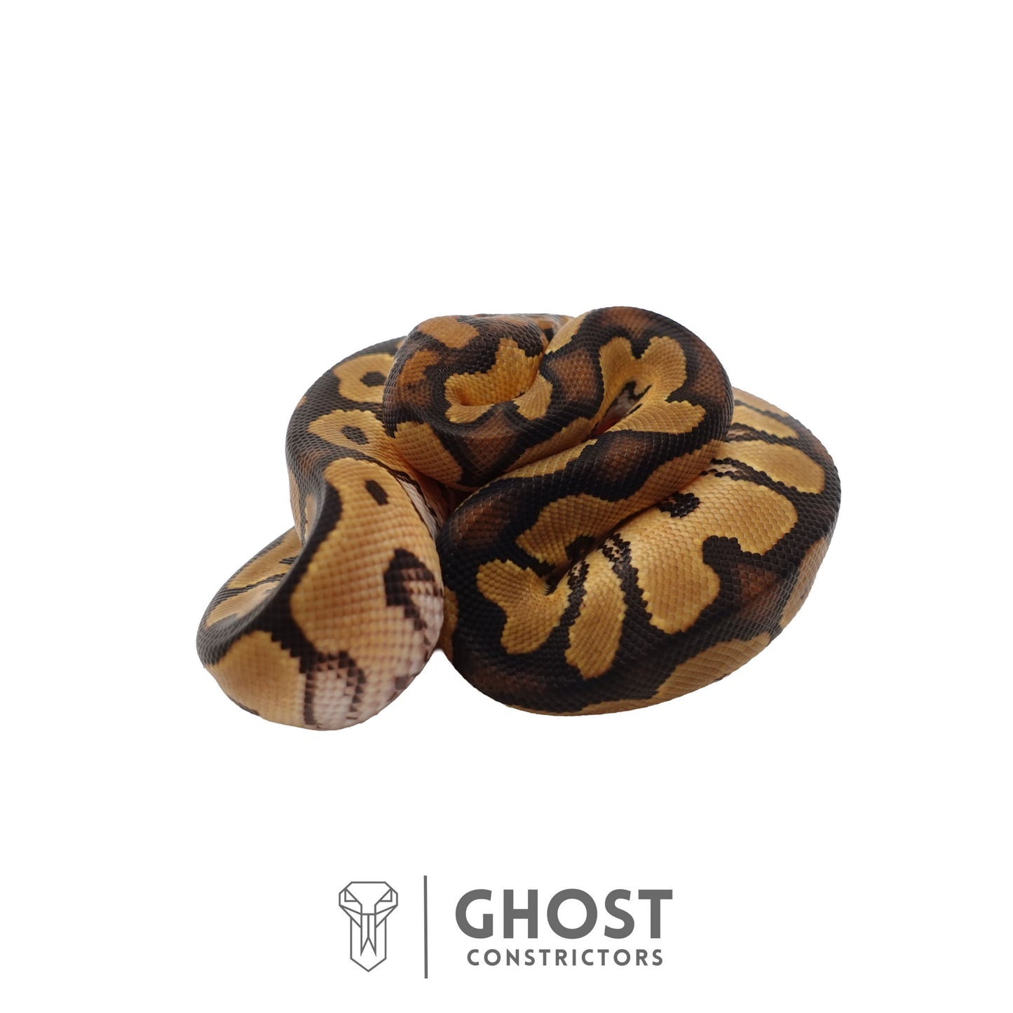 Clown, 66% Het Genetic Stripe, 50% Het Desert Ghost Ball Python | Male
