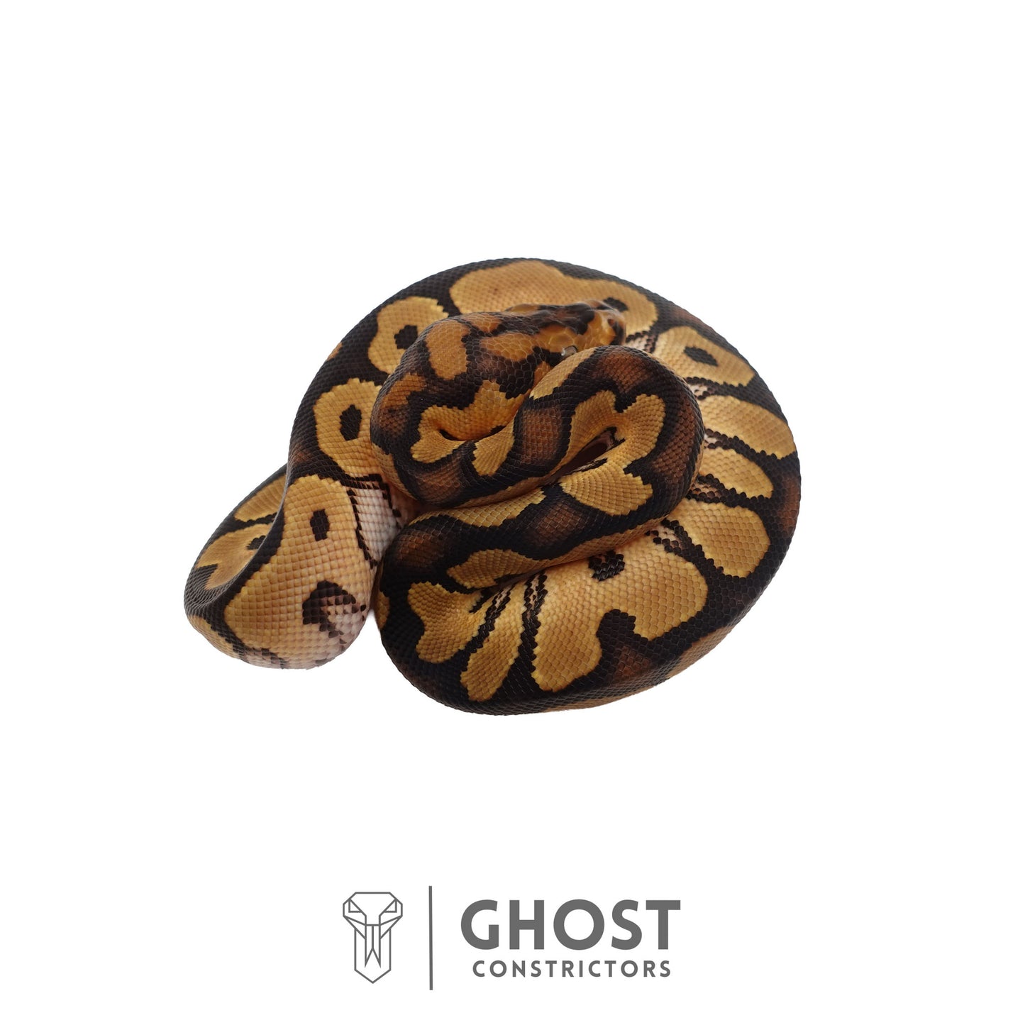 Clown, 66% Het Genetic Stripe, 50% Het Desert Ghost Ball Python | Male