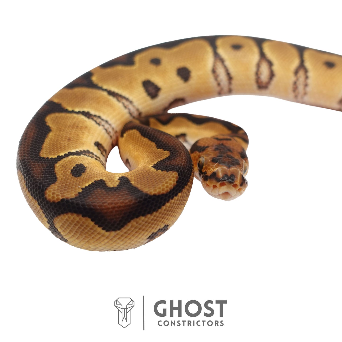 Clown, 66% Het Genetic Stripe, 50% Het Desert Ghost Ball Python | Male