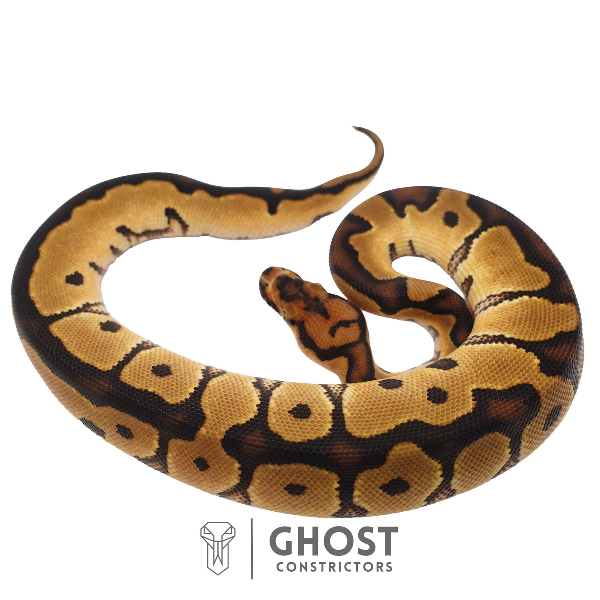 Clown, 66% Het Genetic Stripe, 50% Het Desert Ghost Ball Python | Male