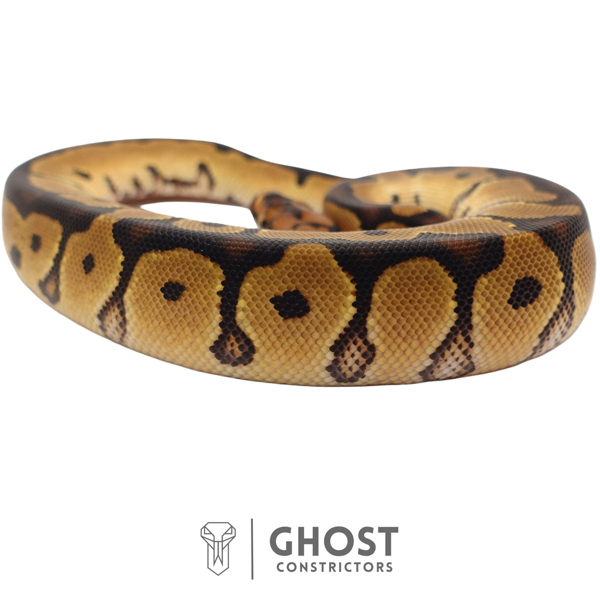 Clown, 66% Het Genetic Stripe, 50% Het Desert Ghost Ball Python | Male