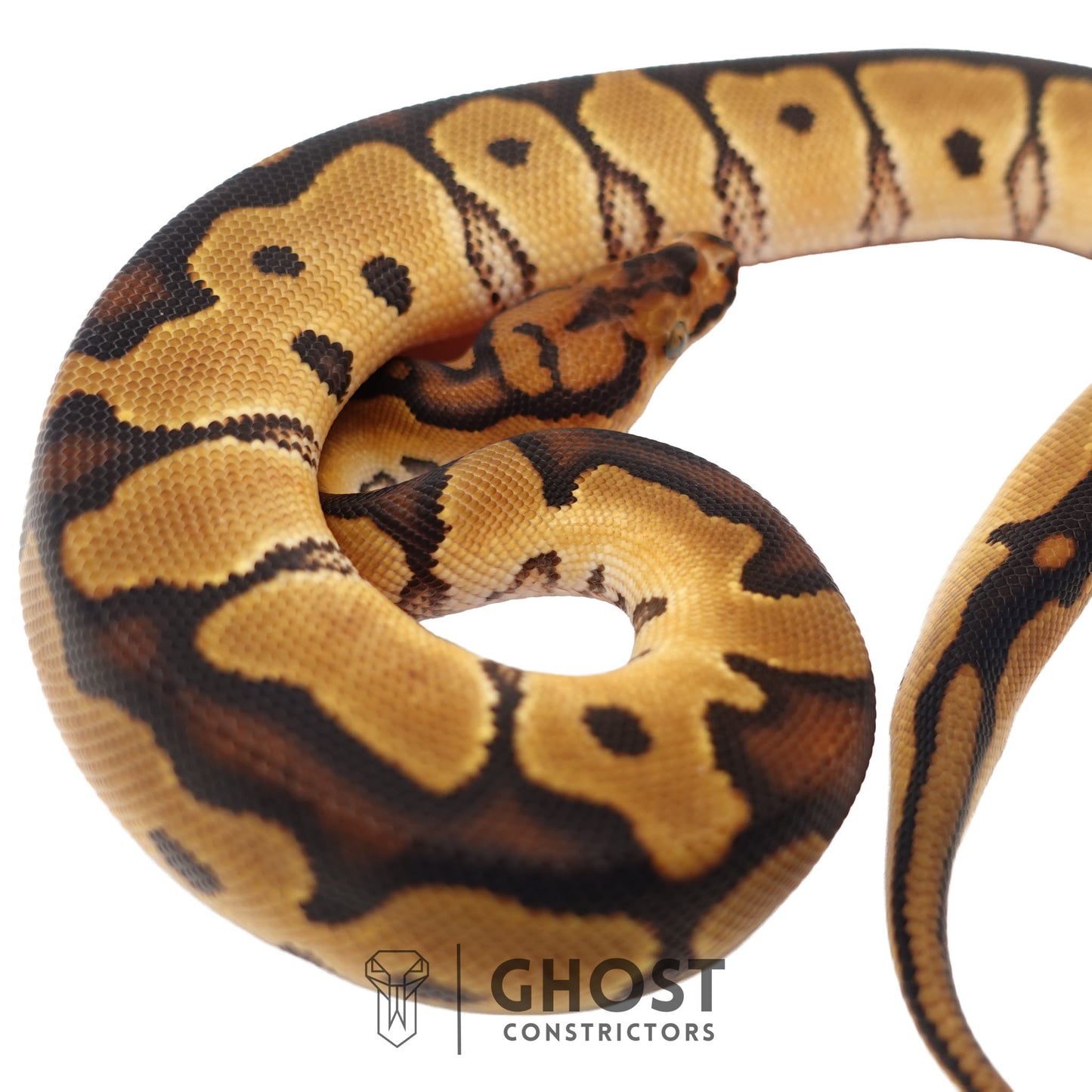 Clown, 66% Het Genetic Stripe, 50% Het Desert Ghost Ball Python | Male