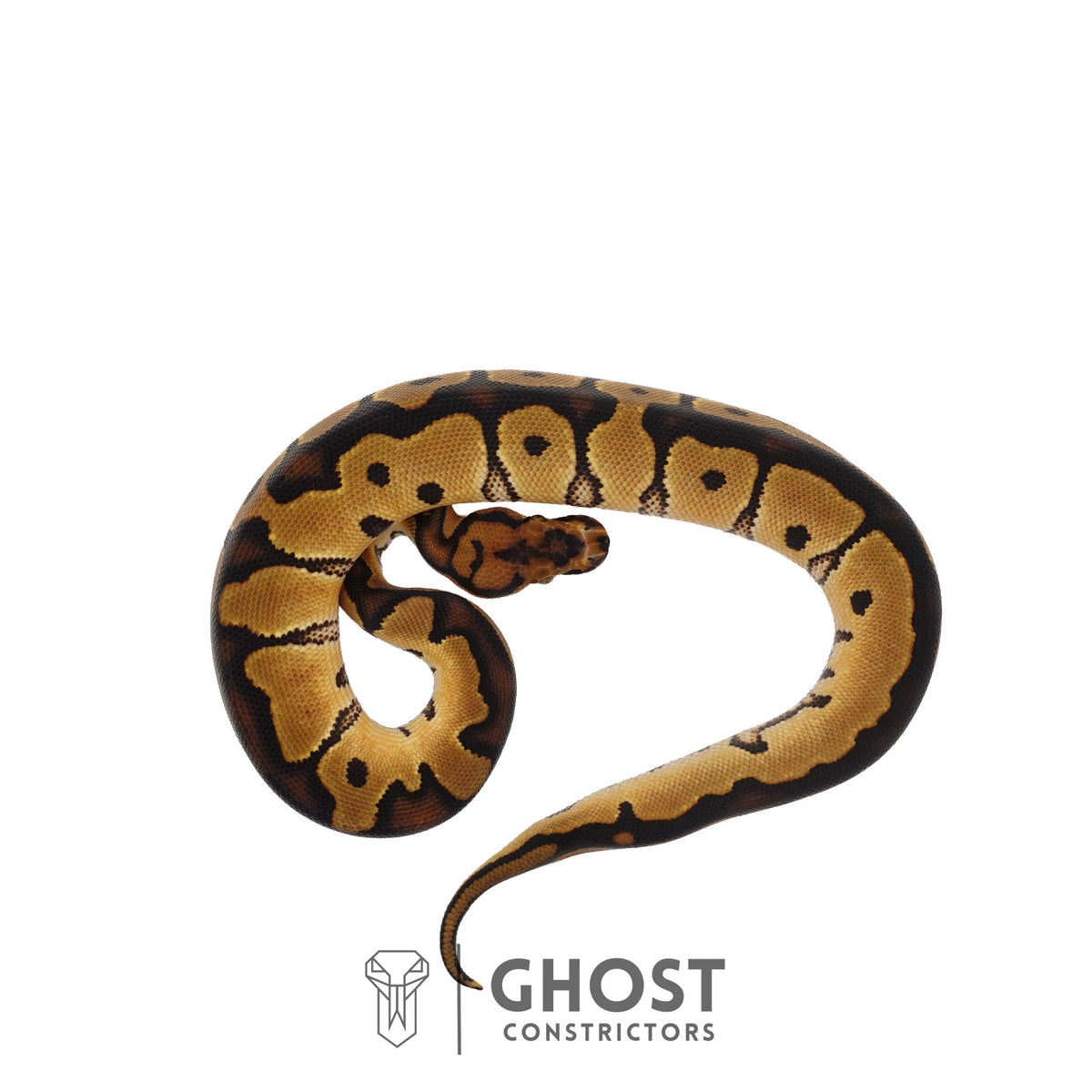 Clown, 66% Het Genetic Stripe, 50% Het Desert Ghost Ball Python | Male
