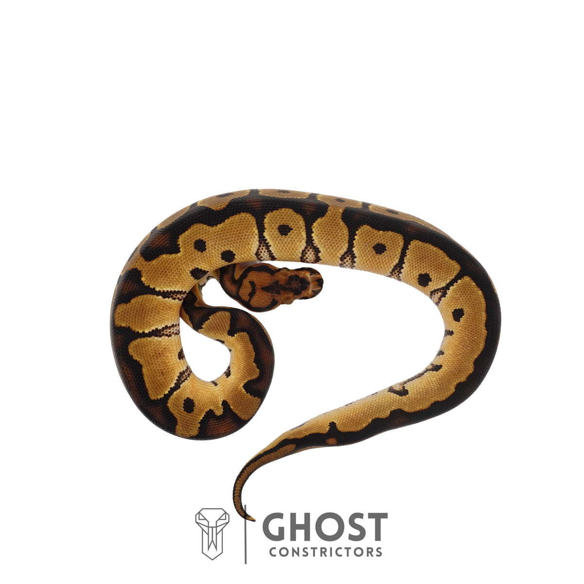 Clown, 66% Het Genetic Stripe, 50% Het Desert Ghost Ball Python | Male