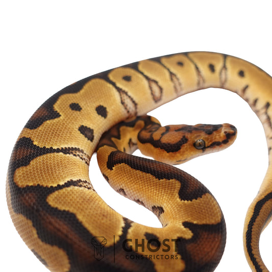 Clown, 66% Het Genetic Stripe, 50% Het Desert Ghost Ball Python | Male