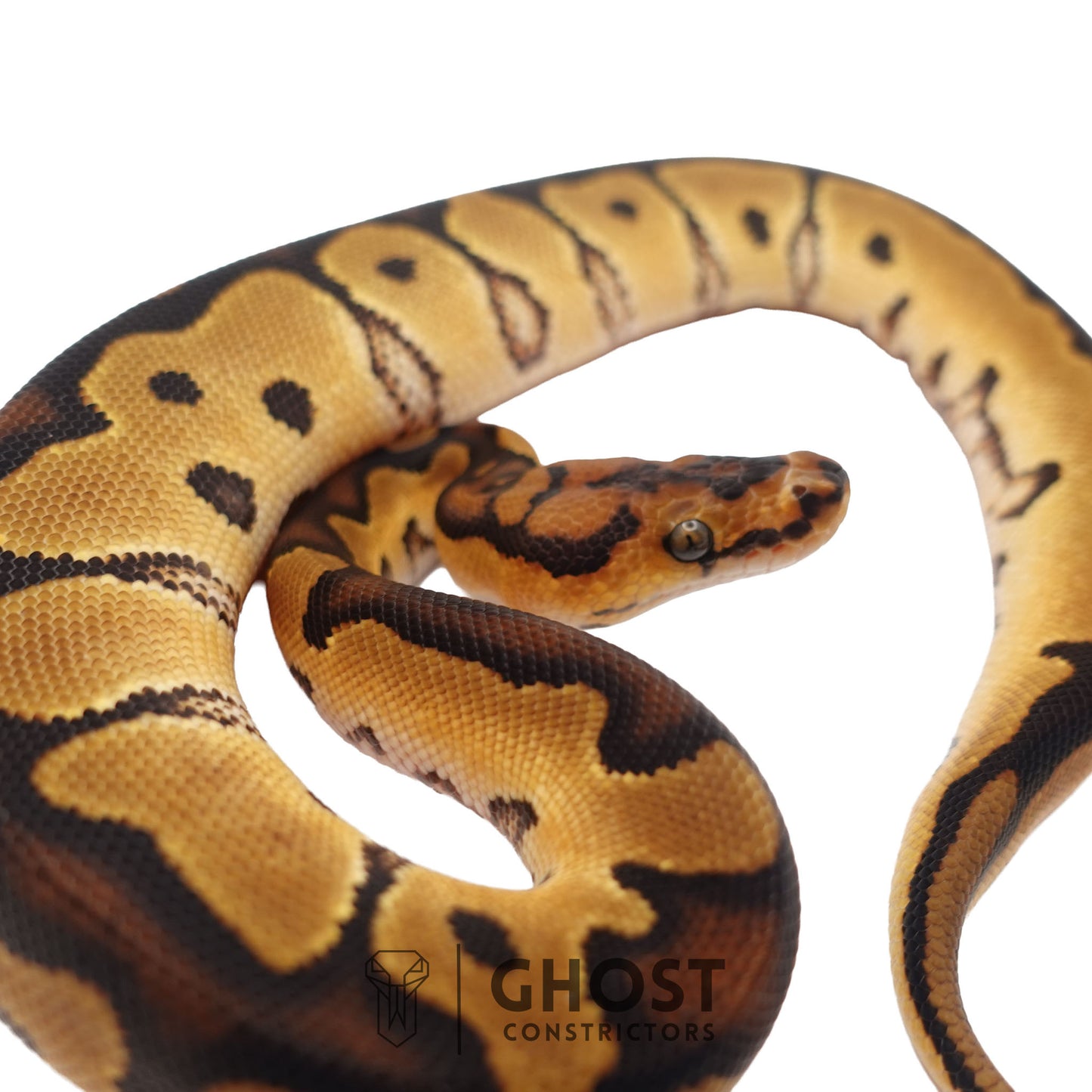 Clown, 66% Het Genetic Stripe, 50% Het Desert Ghost Ball Python | Male