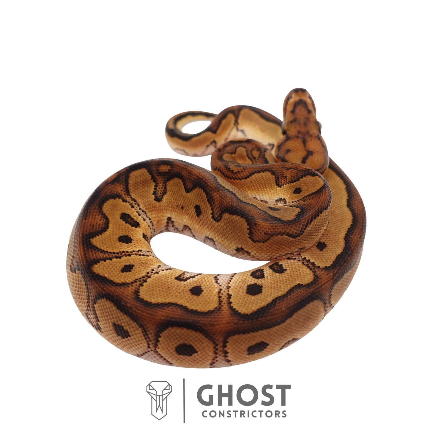 Clown, Red Stripe, 66% Het Genetic Stripe, 50% Het Desert Ghost Ball Python | Male