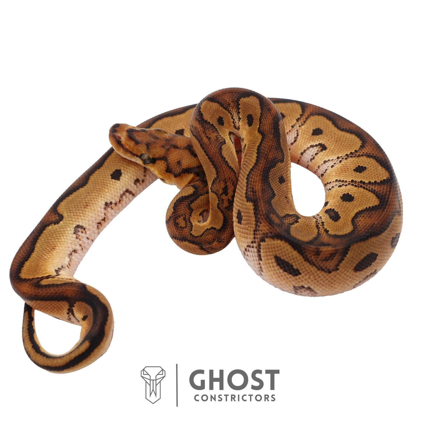 Clown, Red Stripe, 66% Het Genetic Stripe, 50% Het Desert Ghost Ball Python | Male